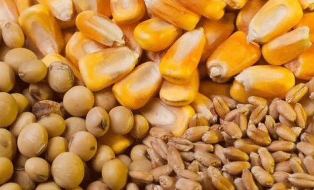 las razones del desplome en el precio de la soja cuánto se paga en el mercado local