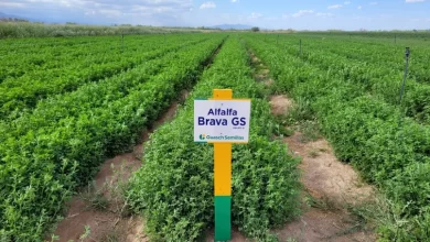 con sello local, san juan retoma la exportación de alfalfa de alta calidad