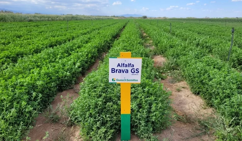 con sello local, san juan retoma la exportación de alfalfa de alta calidad