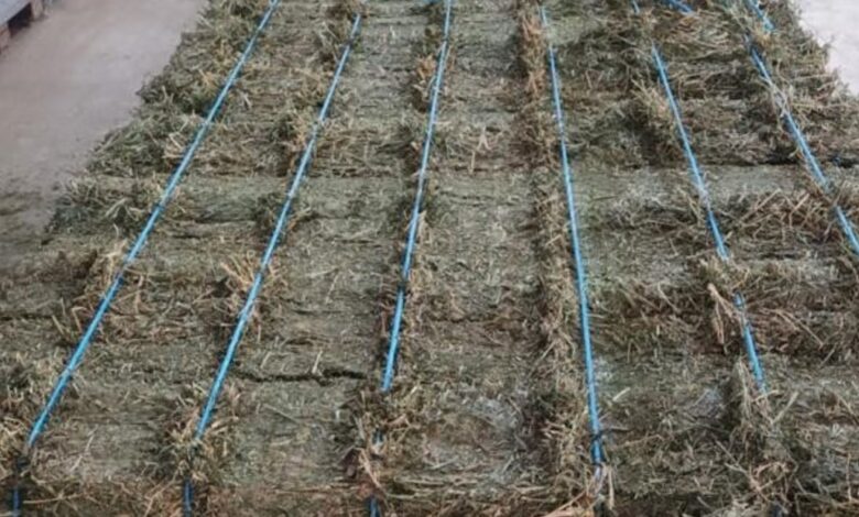 un negocio que recién está despegando cuatro socios le agregan valor a un cultivo y exportan a los países del golfo