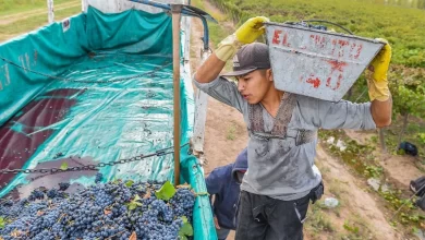 recuperación vitivinícola en san juan pasas y vinos fraccionados lideran el repunte