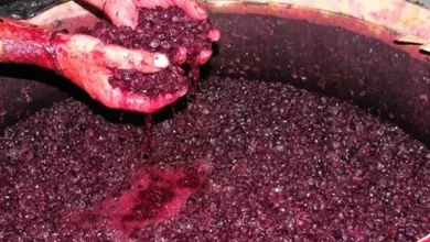 la venta del mosto estatal en san juan quedó desierta, qué pasó y cómo sigue