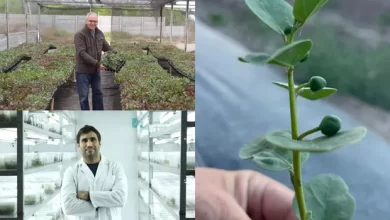 sin ser del campo, arrancó con 400 gramos de un (delicioso) cultivo no tradicional y hoy emplea a 23 familias queremos expandir la plantación, destacan en alcaparras argentinas