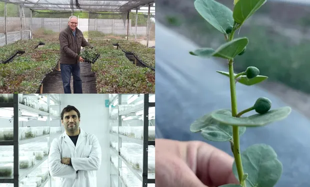 sin ser del campo, arrancó con 400 gramos de un (delicioso) cultivo no tradicional y hoy emplea a 23 familias queremos expandir la plantación, destacan en alcaparras argentinas