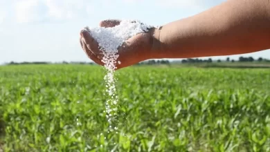 gigante agroindustrial busca quedarse con el 90% de la principal fábrica de fertilizantes de américa del sur