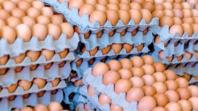 argentina, líder mundial en consumo de huevos