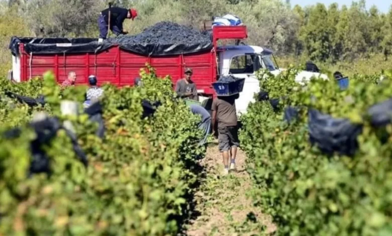 pronóstico de cosecha 2026 mendoza y san juan pidieron al inv que siga haciendo el relevamiento