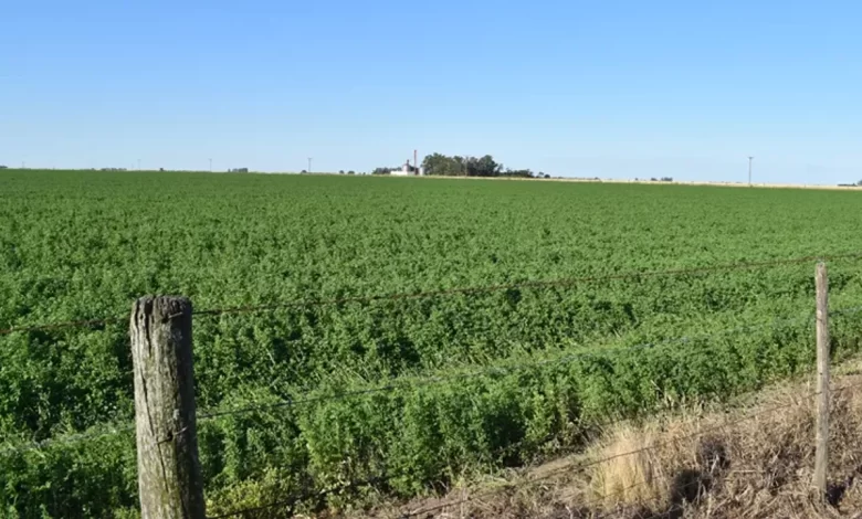 alfalfa sanjuanina el oro verde que pisa fuerte en el mercado de mundial