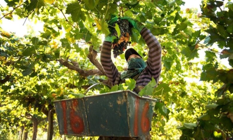 mesa candente por la situación del mosto y los precios de la uva