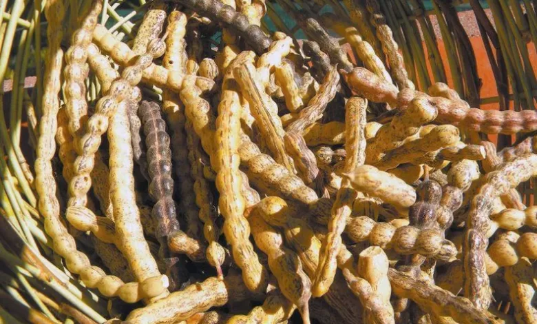 nueva era para la harina de algarroba en san juan hay poca oferta y mucha demanda, pero los productores siguen luchando