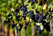 san juan perdió casi 1000 hectáreas de viñedos en el último año