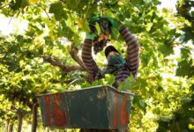 san juan avanza en un plan de créditos para la reconversión vitícola y tecnológica