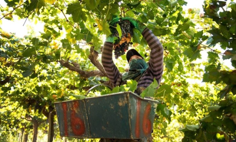 san juan avanza en un plan de créditos para la reconversión vitícola y tecnológica