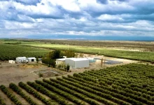 el aceite de oliva sanjuanino frente al desafío del producto español y la caída de precios
