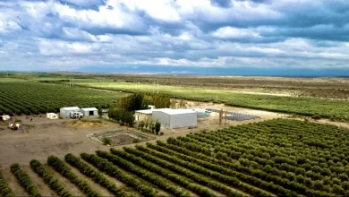 el aceite de oliva sanjuanino frente al desafío del producto español y la caída de precios