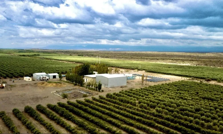 el aceite de oliva sanjuanino frente al desafío del producto español y la caída de precios